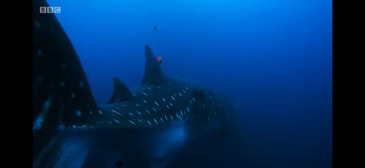 Whale shark (Rhincodon typus) as shown in Blue Planet II - Our Blue Planet